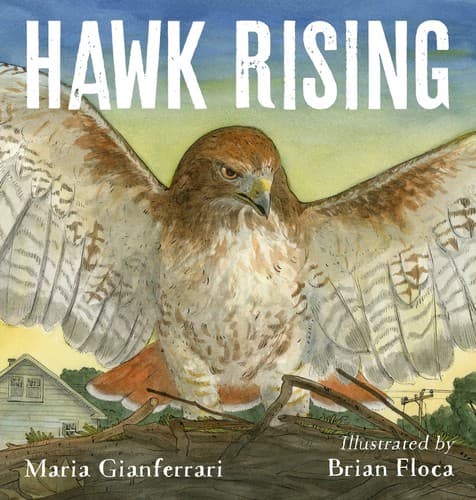 Cover of Hawk rising