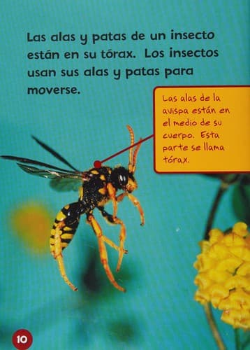 Cover of Do you know about insects?