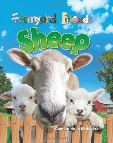 Cover of Sheep